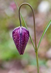 Read more about the article Bulbs to brighten your spring garden……