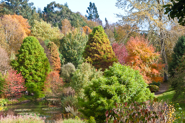 Hillier Arboretum