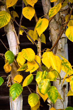 Birch-tree