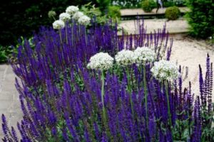 Read more about the article 10 steps to a designer garden