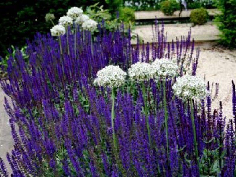 10 steps to a designer garden