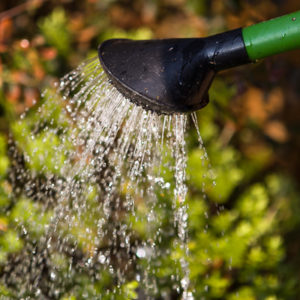 Read more about the article A guide to watering your garden efficiently