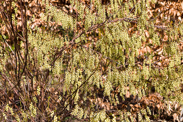 Stachyrus praecox