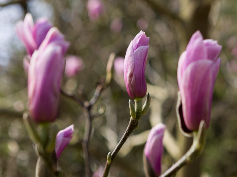 Flower power for the spring garden