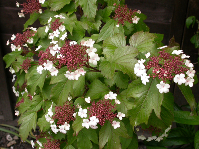Viburnum sargentii 'Onondaga'