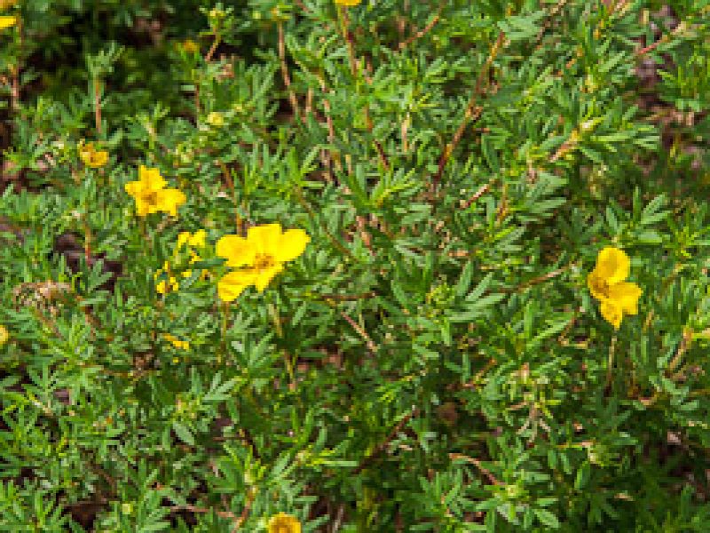 Sunny delights – flowering shrubs for hot dry gardens