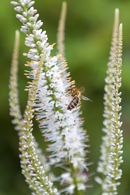 Veronicastrum / www.photoforsale.co.uk