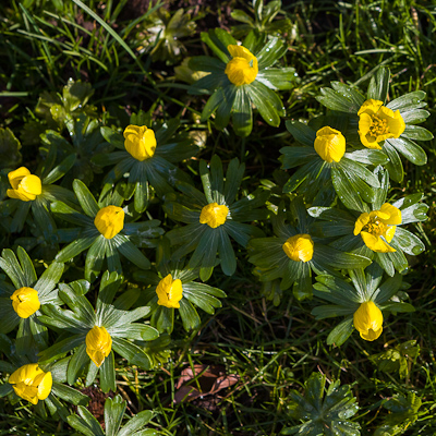 Aconites / www.photoforsale.co.uk
