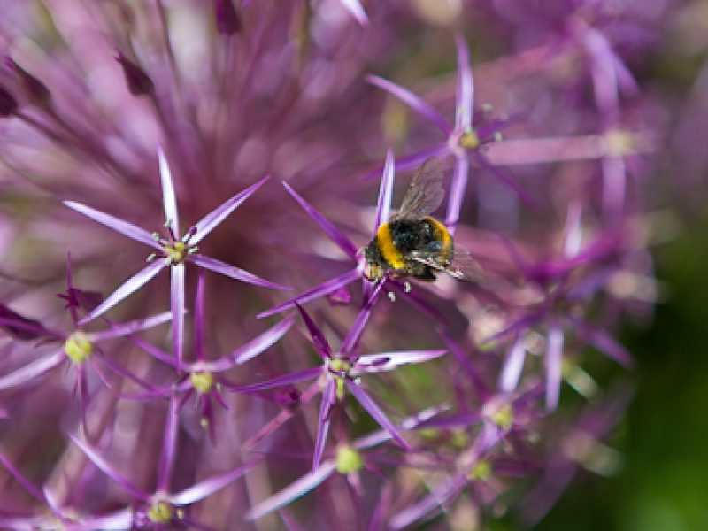 Make room for pollinators