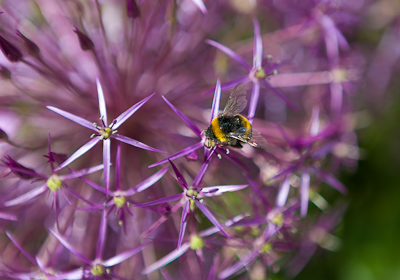 Bee on Allium / www.photoforsale.co.uk