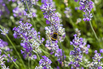 Bee on Lavender / www.photoforsale.co.uk