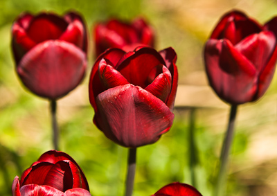 Tulip 'Jan Reus'