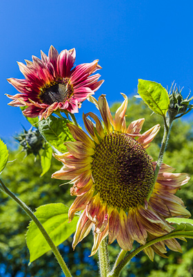 sunflowers