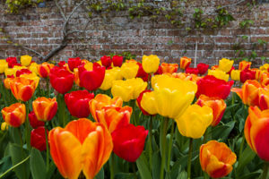 Read more about the article Choosing spring bulbs for your cutting garden