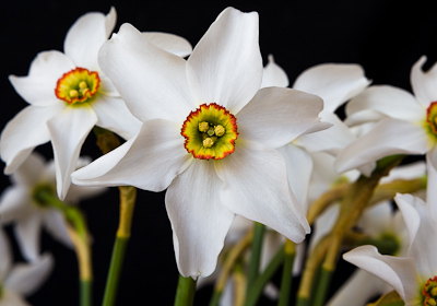 'Pheasant Eye' Narcissi