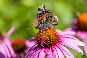 Butterfly on Echinacea