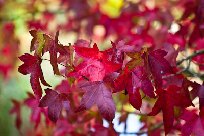 Japanese Maple / www.photoforsale.co.uk