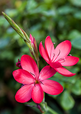 Schizostylis / www.photoforsale.co.uk