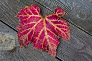 Read more about the article Top plants for autumn colour