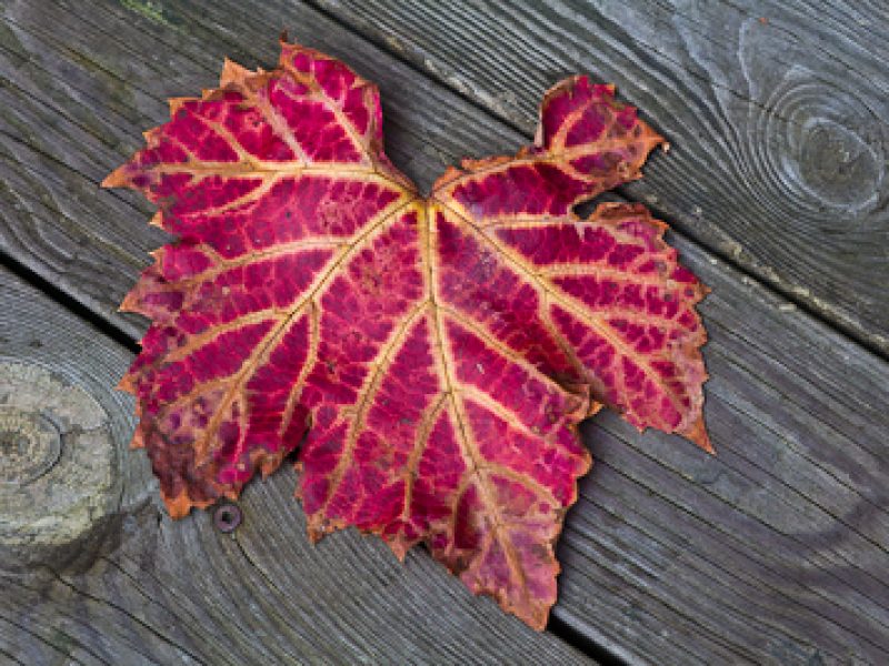 Top plants for autumn colour