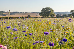 Read more about the article Wildflower meadows – simply lovely