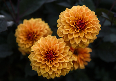 Dahlia / www.photoforsale.co.uk