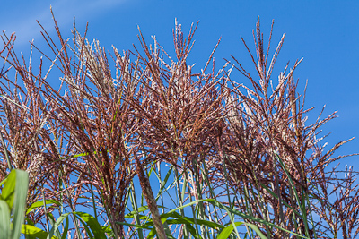 Miscanthus / www.photoforsale.co.uk