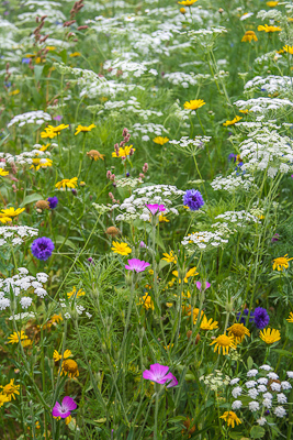 Annual meadow