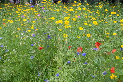Pictorial meadow