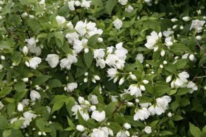 Read more about the article 5 easy flowering shrubs to plant this autumn