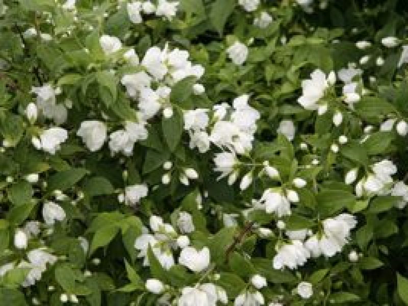 5 easy flowering shrubs to plant this autumn