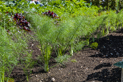 Florence fennel