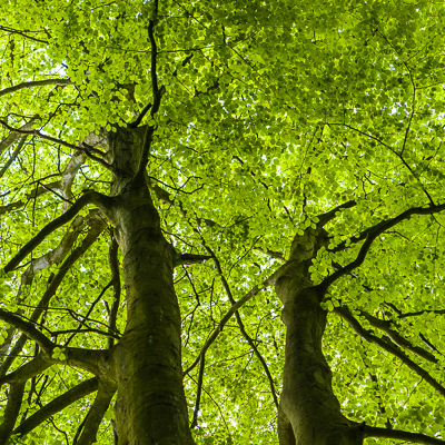 Beech trees by Firgrove Photographic