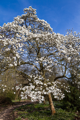 Magnolia