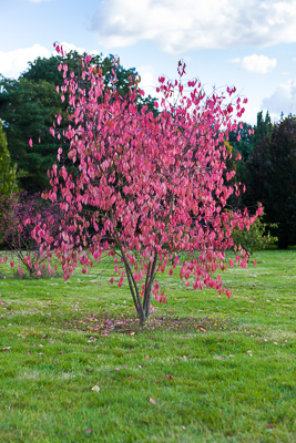 Euonymus by Firgrove Photographic