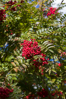 Sorbus 'Rose Queen' / www.firgrovephotographic.co.uk