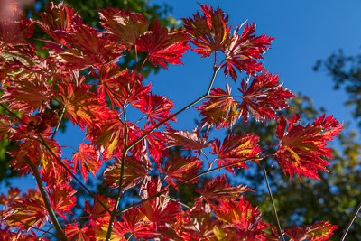 Acer japonicum 'Aconitifolium' / www.firgrovephotographic.co.uk