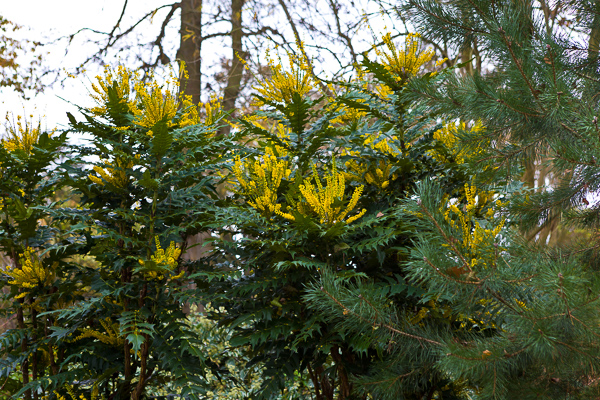 Mahonia x media 'Lionel Fortescue'