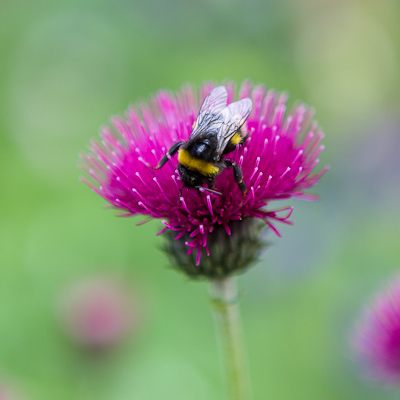 Cirsium rivulare / www.firgrovephotographic.co.uk