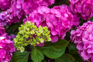 Hydrangea www.firgrovephotographic.co.uk