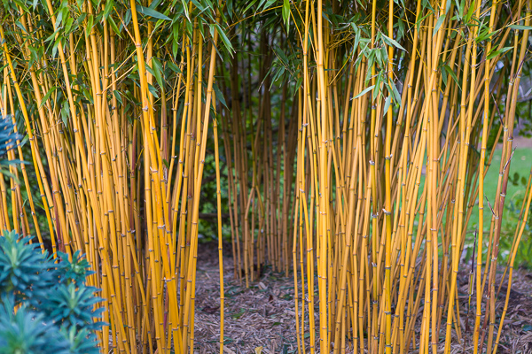 Phyllostachys vivax aureocaulis /firgrovephotographic.co.uk