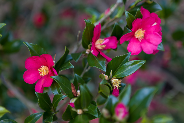 Camellia sasanqua / firgrove photographic.co.uk