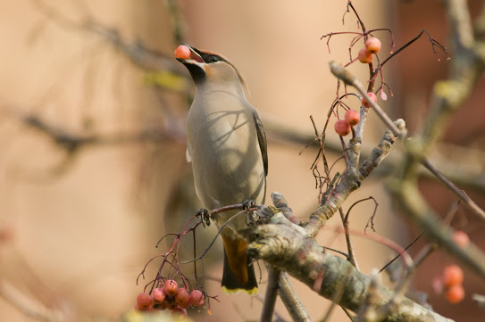 Waxwing by Mike Jennings