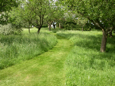 Areas of long grass can be an attractive garden feature