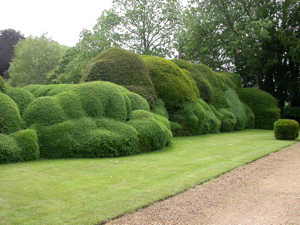 clipped hedge