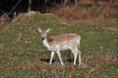 Deer - Adam Hickmott at FreeDigitalPhotos.net