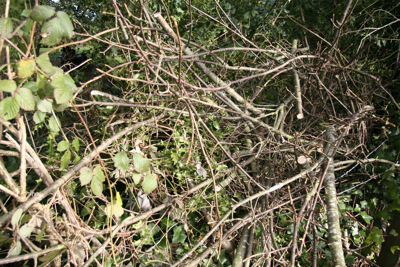 Be messy! Leave areas of your garden to provide habitats for wildlife