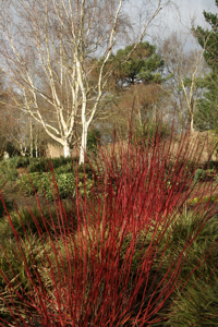 Dogwoods & Silver Birch at Sir Harold Hillier Gardens