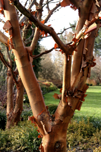 Acer griseum, the Paperbark maple