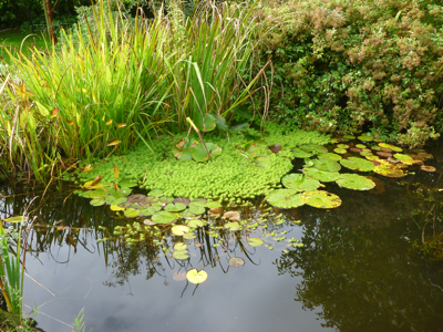 Ponds are a really valuable way to attract wildlife into any garden